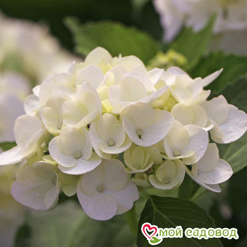 Гортензия крупнолистная Мадам Эмили Мулье ЗКС