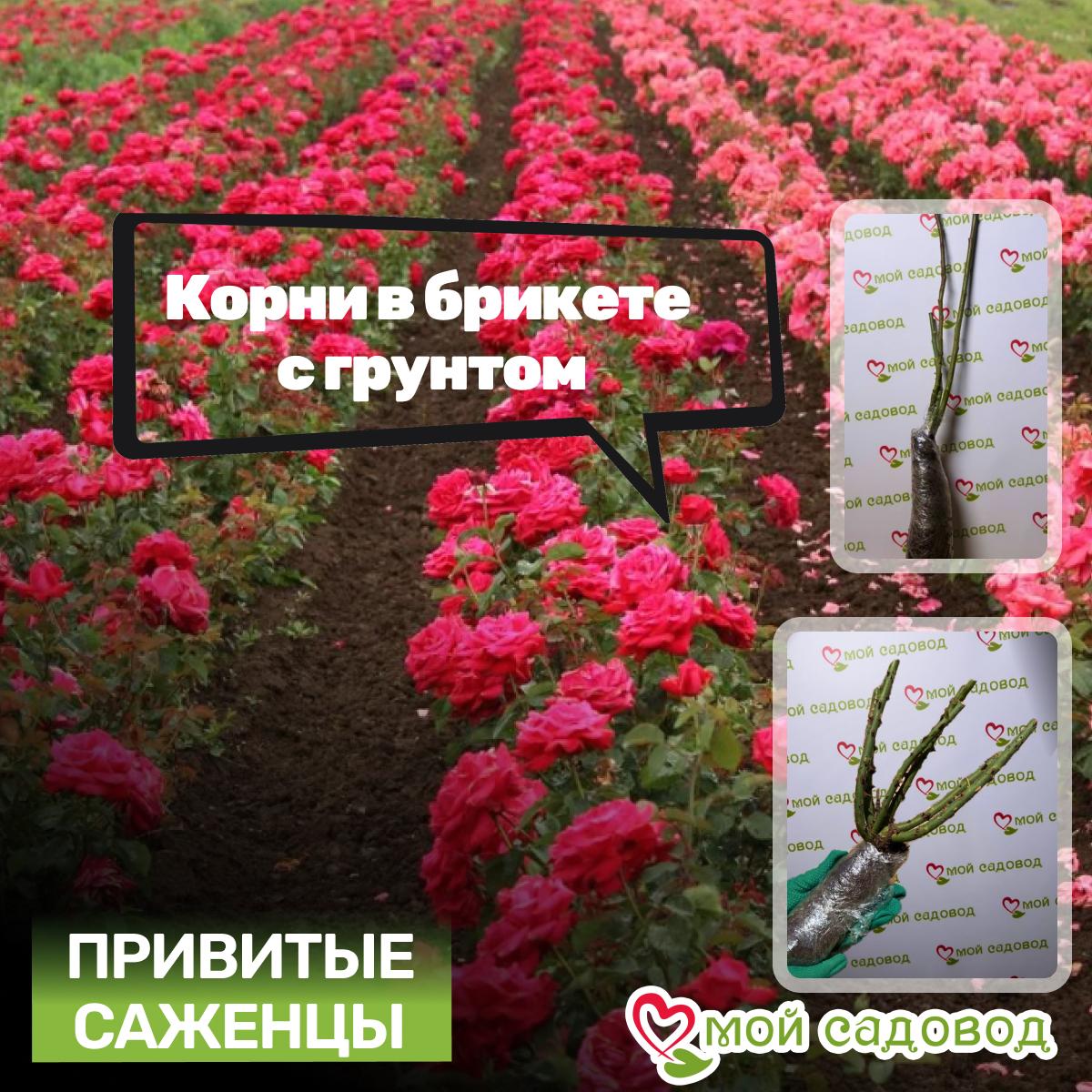 Роза Сахара