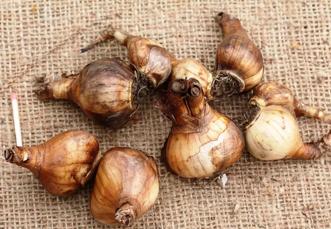 Нарцисс Сокровище Сада